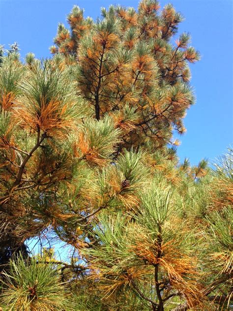 Jeffco Master Gardeners Fall Needle Drop Is Normal In Evergreens By