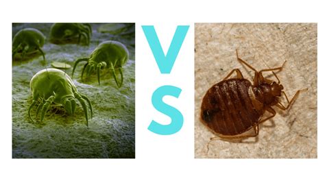 Dust Mites Vs Bed Bugs A Complete Guide With Photos