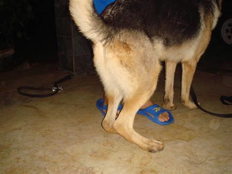 Leg Shape Problem German Shepherd Dog Forums