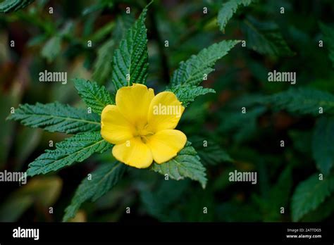 Delicate Yellow Flower With Five Petals Green Leaves In Blurred