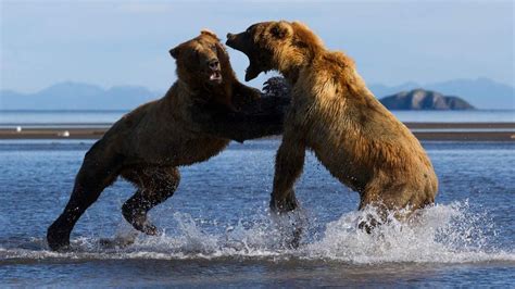 Grizzly Bear Fight Battle Of The Giant Alaskan Grizzlies Grizzly
