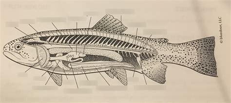 Phylum Chordata Diagram Quizlet