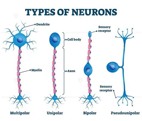 Tipos De Neuronas Types Of Neurons Medical Anatomy Anatomy Porn Sex