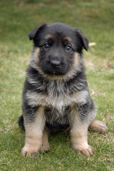 Maybe you would like to learn more about one of these? German Shepherd Puppies Pictures | Puppies Pictures Online