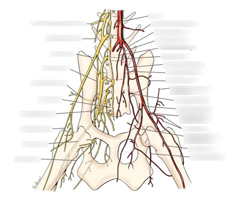Pelvic Arteries And Nerves Diagram Quizlet