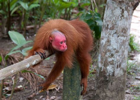 50 Endangered Species That Only Live In The Amazon