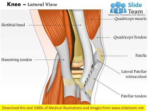 Knee Lateral View Medical Images For Power Point