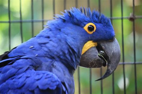 Hyacinth Macaw Types Size Care Lifespan Facts And Price Pets Bunch
