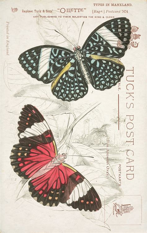 Butterflies Vintage Postcard Free Stock Photo Public