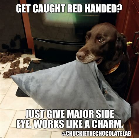 17 Hilarious Labrador Memes Guaranteed To Make You Laugh Page 2 Of 4