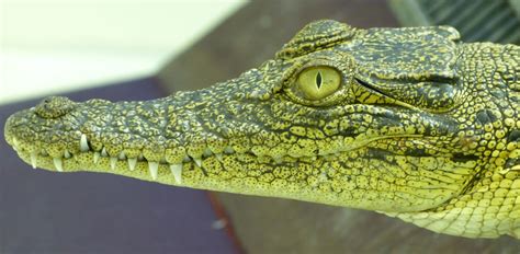 Les Yeux Des Crocodiles Plus Sophistiqués Quon Ne Le Pensait