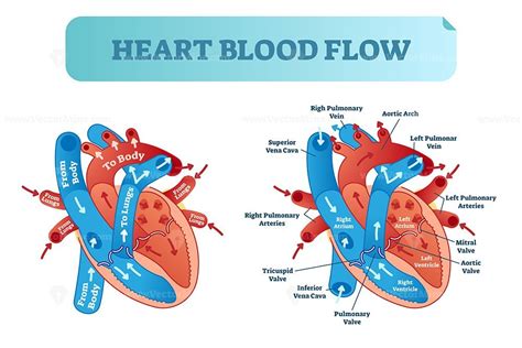 Heart Blood Flow Circulation Anatomical Diagram With Atrium And