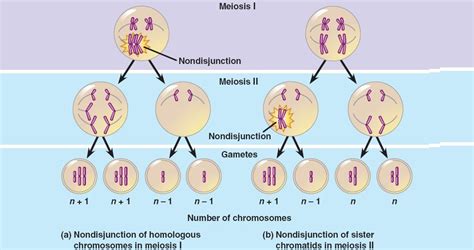 Aneuploidy In Meiosis Biology Stack Exchange