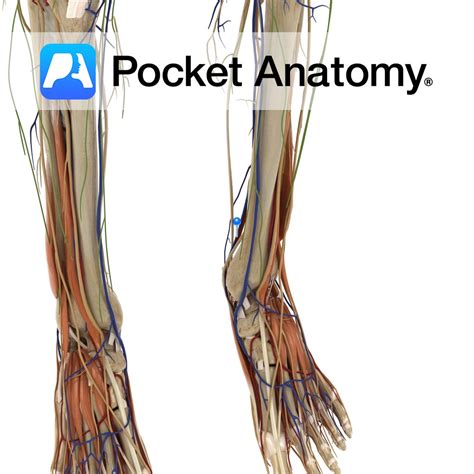 Posterior Tibial Vein Pocket Anatomy