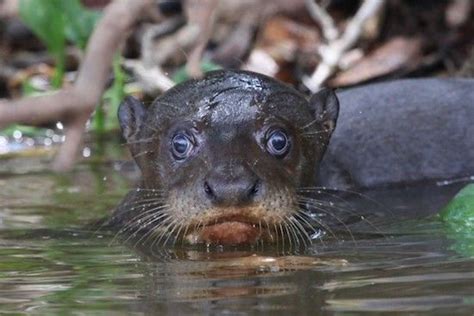 Baby Giant Otter Cute