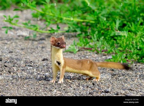 Hunting Long Tailed Weasel Mustela Frenata With An Old Scar On Its