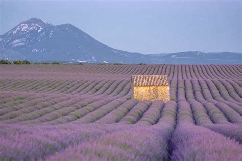 Best Lavender Fields Of Provence France 2023 Guide