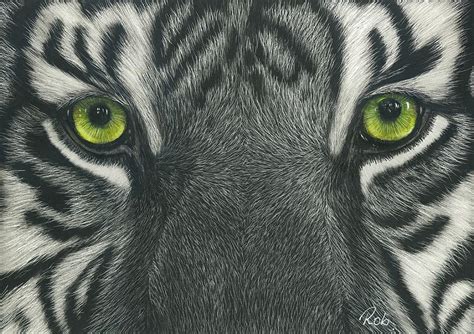 Tiger S Eyes Drawing By Robyn Bromham Fine Art America