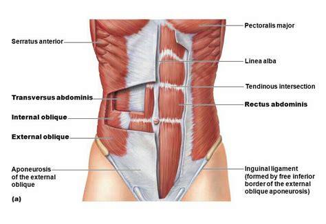 External Oblique Aponeurosis Linea Alba Abdominal Muscles Anatomy Abdominal Muscles