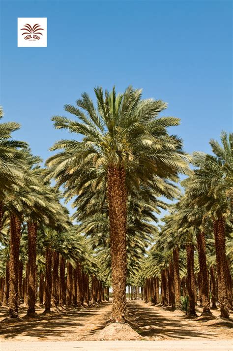 Date Palm Trees In 2022 Palm Trees Desert Landscaping Day Trips