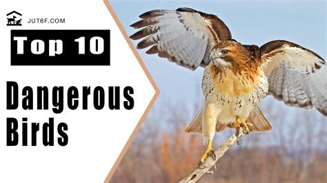 Dangerous Birds Top 10 Most Dangerous Birds In The World Youtube