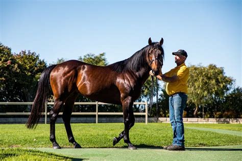 Stallions Gold Front Thoroughbred Breeding