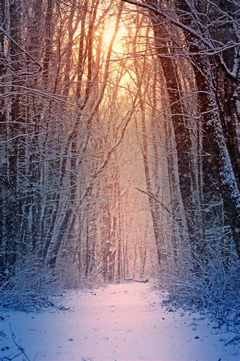 Winter Path A Beautiful Sunlit Path On Freshly Fallen Snow Winter