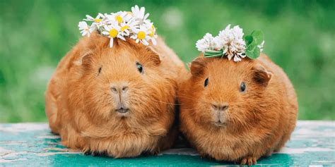 Top 10 Reasons Why Guinea Pigs Are Cute