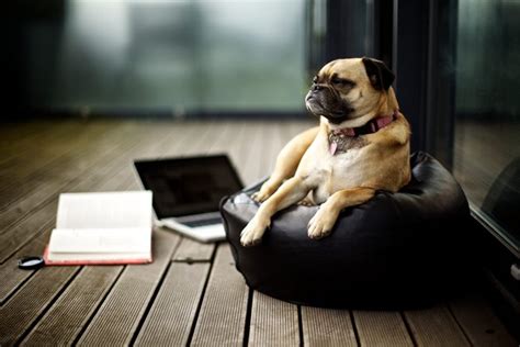 Funny Photos Of Dogs Working From Home Readers Digest