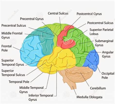 Labelled Diagram Of Brain Brain Diagram Brain Anatomy