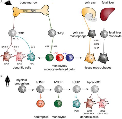 Frontiers Human Lung Mononuclear Phagocytes In Health And Disease