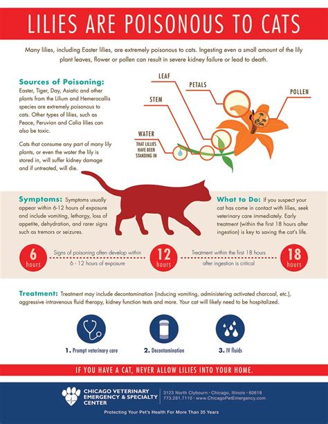 Maybe you would like to learn more about one of these? Easter lilies poisonous to cats: vets - tribunedigital ...
