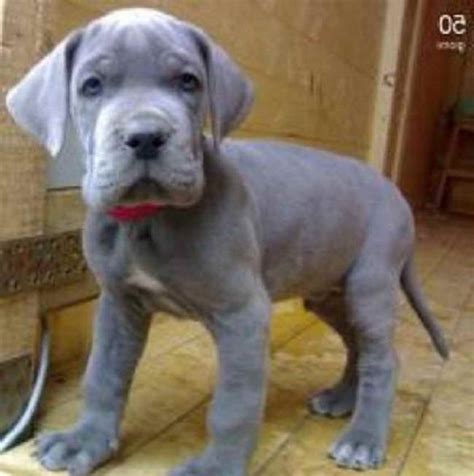 The great dane's 'gentle giant' nickname is well earned by its loving, quiet persona. Baby Great Dane Puppies For Sale | PETSIDI