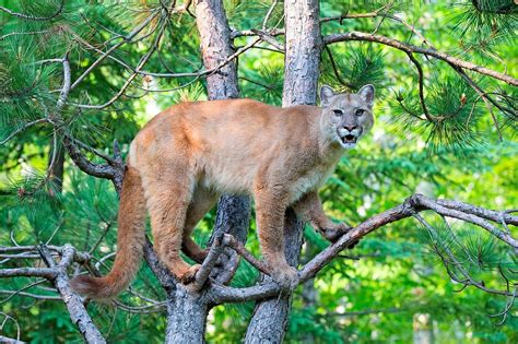 United States Minnesota Cougar Puma Bild Kaufen 71096425 Lookphotos