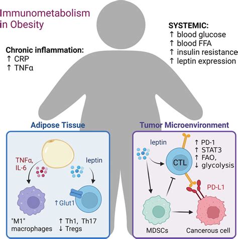 Obesity Leads To Both Systemic And Local Changes To T Cell