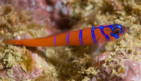 Blue Banded Goby From Catalina Flickr Photo Sharing
