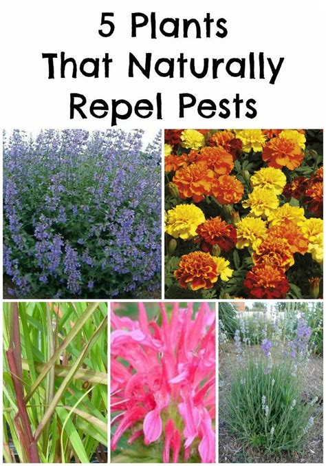 5 Plants That Naturally Repel Pests Warm Summer Nights Will Be Quickly