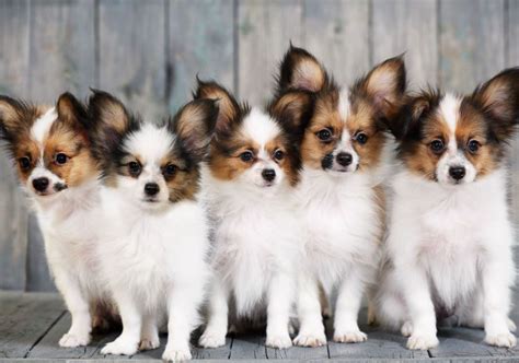 4 Fun Characteristics Of The Papillon Dog Breed American Kennel Club
