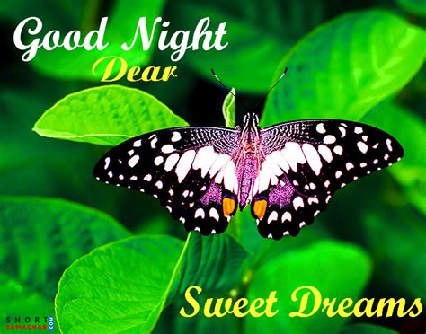 Butterfly Sweet Dreams Good Night Image For Whatsapp Fachurodji