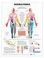 Dermatomes Laminated Anatomical Chart | Medical anatomy, Lower limb ...
