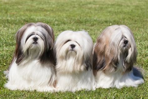 Check spelling or type a new query. 12 Famous Small Long Haired Dog Breeds