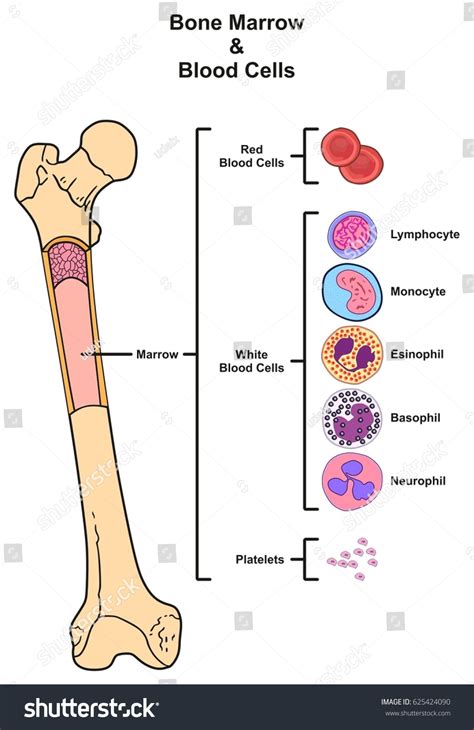 In humans the red bone marrow forms all of the blood cells with the exception of the lymphocytes, which. Bone Marrow Infographic Diagram Including Femur Stock ...