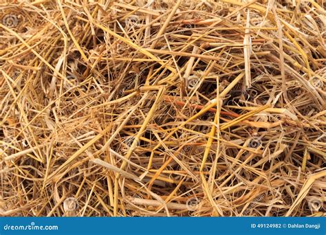 Hay Stock Photo Image Of Industry Dried Rice Close 49124982