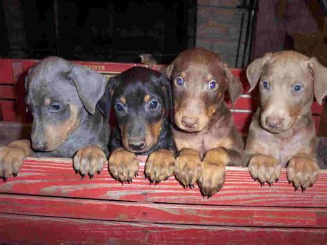 This Shows The Four Colors Of Dobes Blktan Redtan Blue Left And