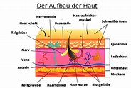 Der Aufbau der Haut Farbenhaut | Farbenhaut - Alles über ...