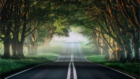 🔥 Empty Forest Tree Road Background Hd Background Free Cbeditz
