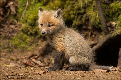 Red Fox Kit Outside Den