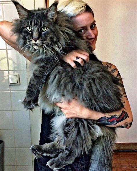 How Big Do Male Maine Coon Cats Get Cats Ghy