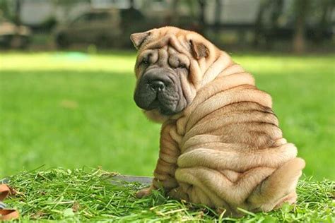 Raza Shar Pei Características Y Carácter Curiosfera