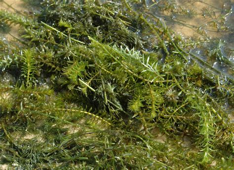 Registration Now Required To Sell Non Native Aquatic Plants Invasive